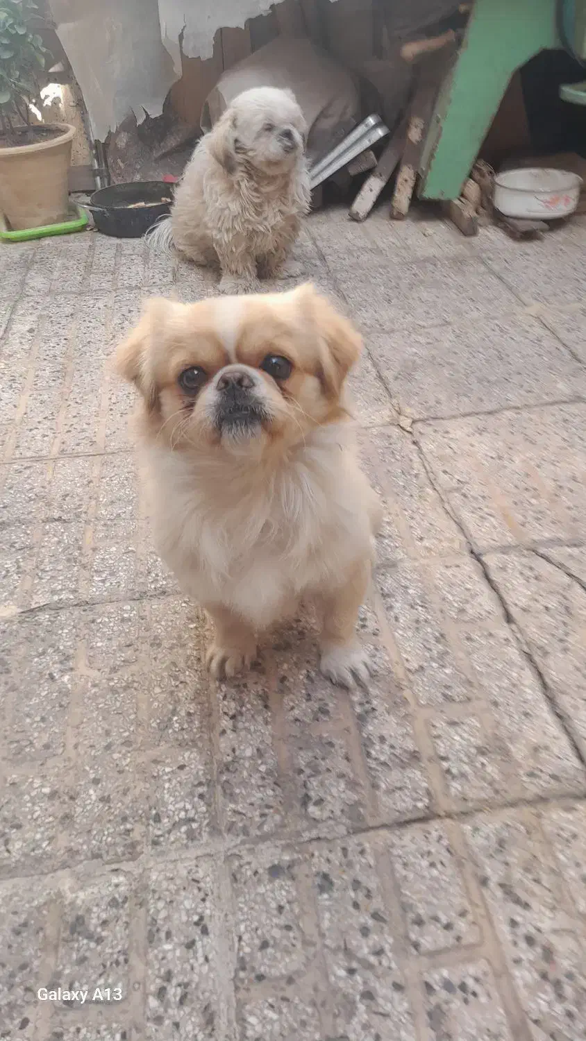 سگ پاکوتاه گمشده|حیوانات|مراغه, |دیوار