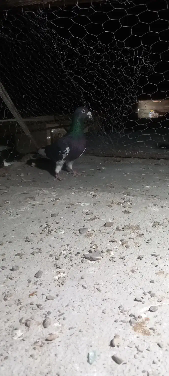 ۵۰۰|پرنده|زاهدان, |دیوار