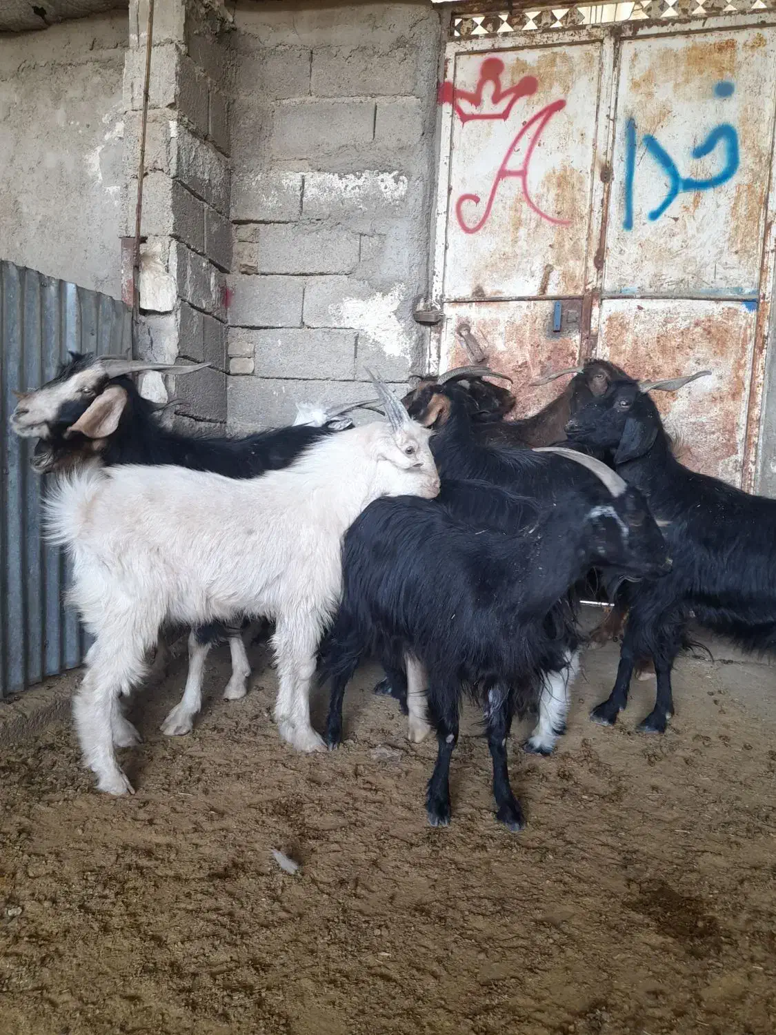 بز جوان|حیوانات مزرعه|کربال, |دیوار