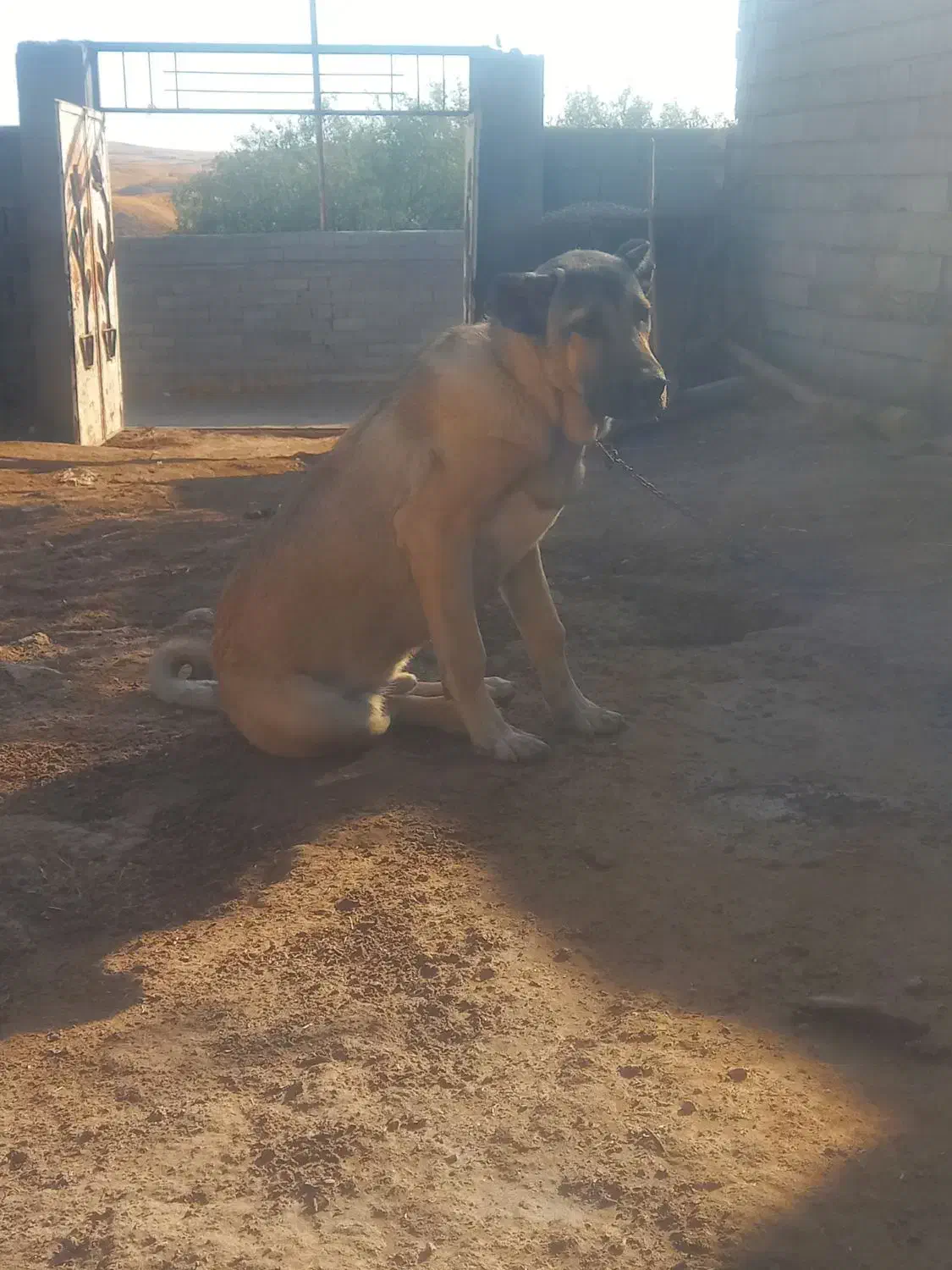 توله سگ سرابی|سگ|کرج, کرج نو|دیوار