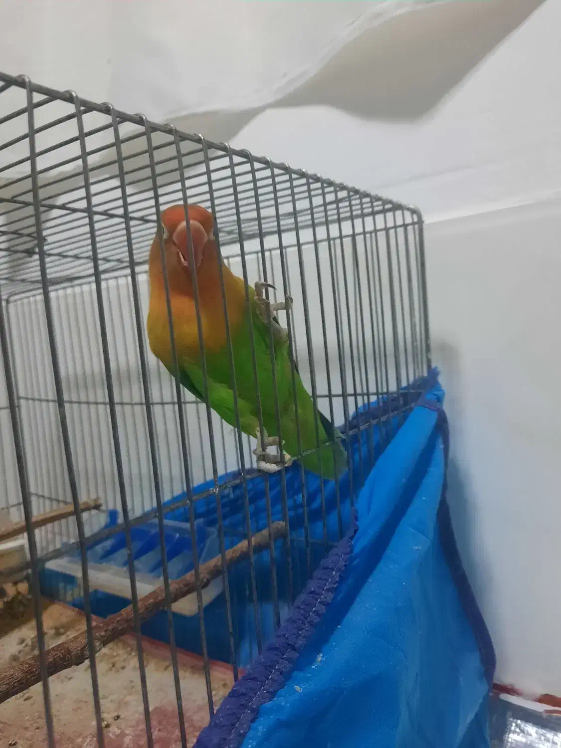 کوتوله برزیلی|پرنده|فریدونشهر, |دیوار