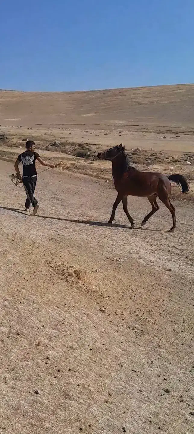 نریون عرب|اسب و تجهیزات اسبسواری|بروجرد, |دیوار