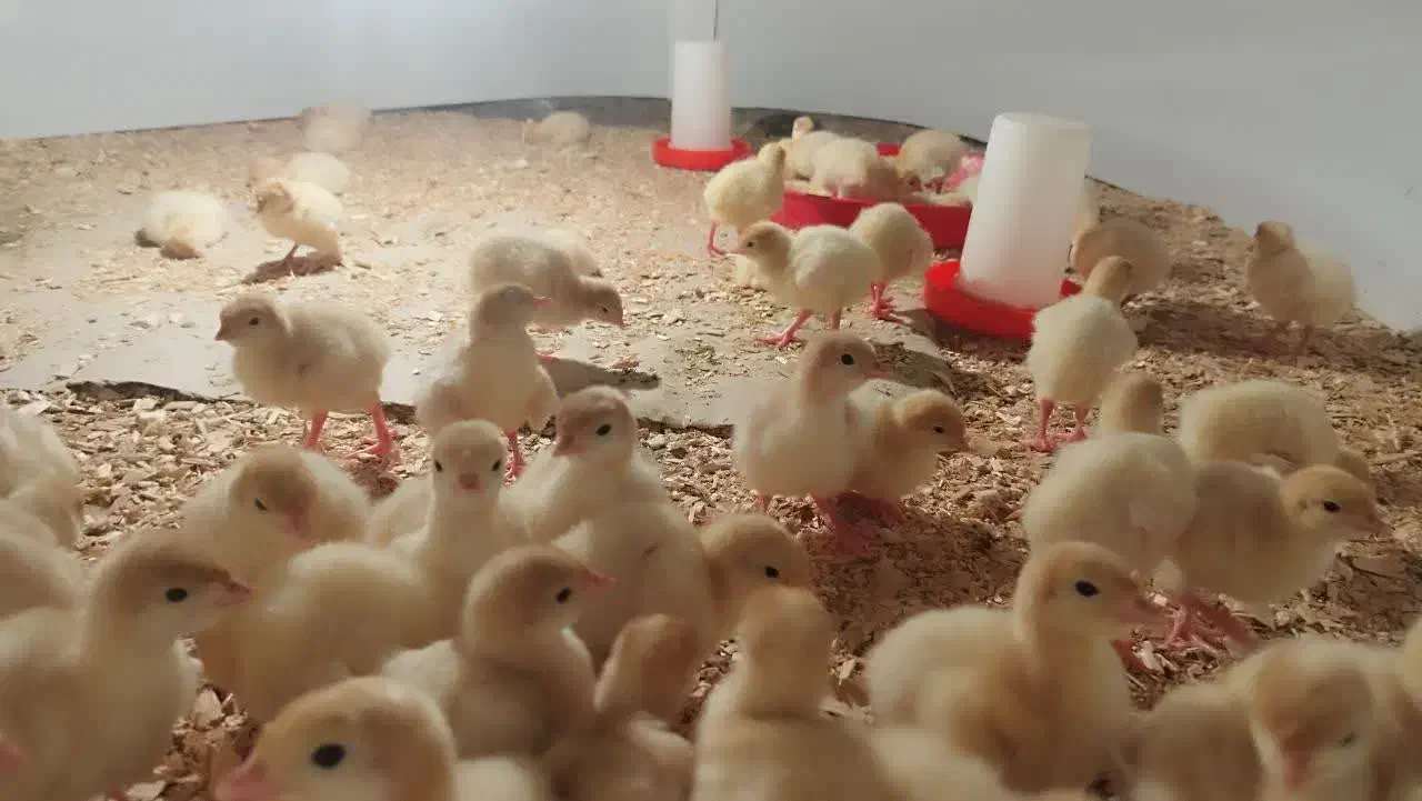 جوجه بوقلمون نژاد بی یو تی|حیوانات مزرعه|تهران, فردوسی|دیوار