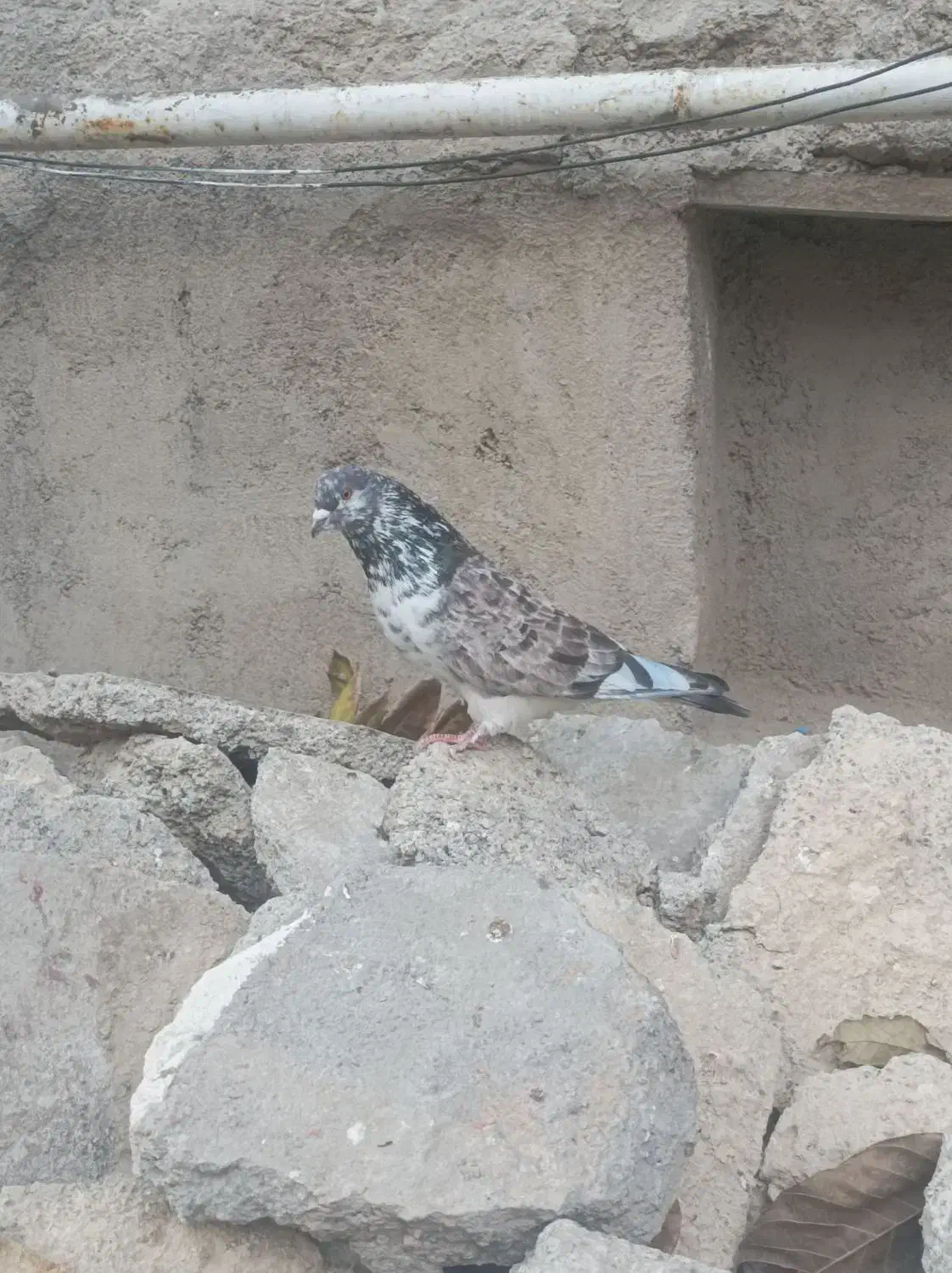 فراری|حیوانات|اردبیل, |دیوار