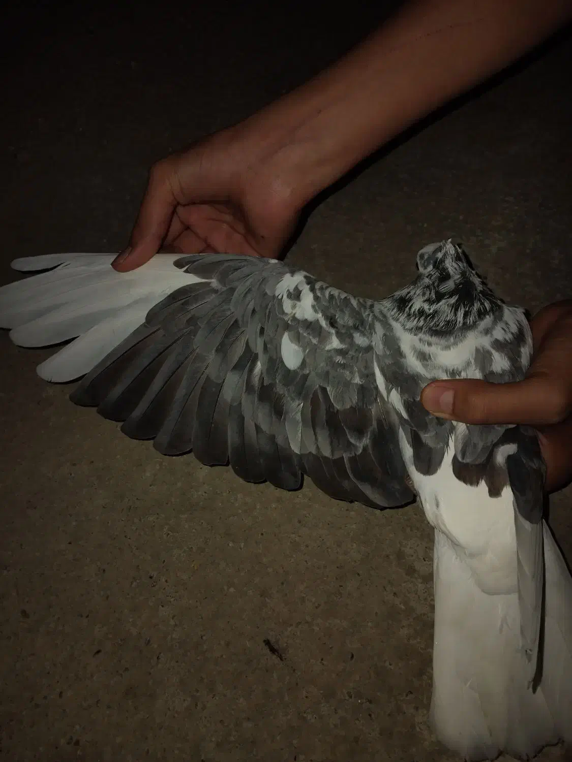 کفتر تکپر ماده|پرنده|مینودشت, |دیوار