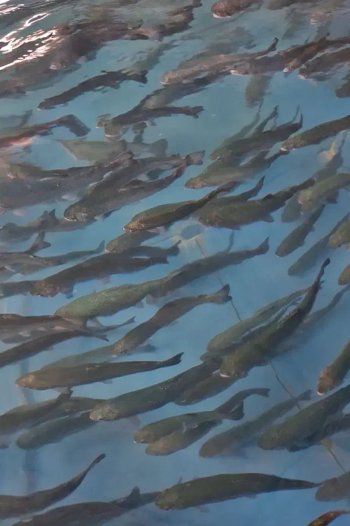 کار در پرورش ماهی سردابی|استخدام سرایداری و نظافت|لنگرود, |دیوار