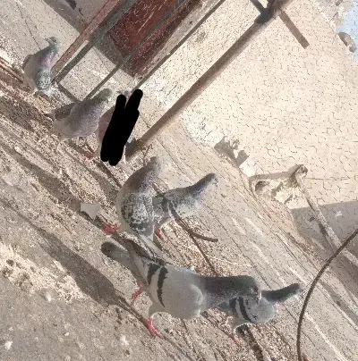 پلاکی|پرنده|بم, |دیوار