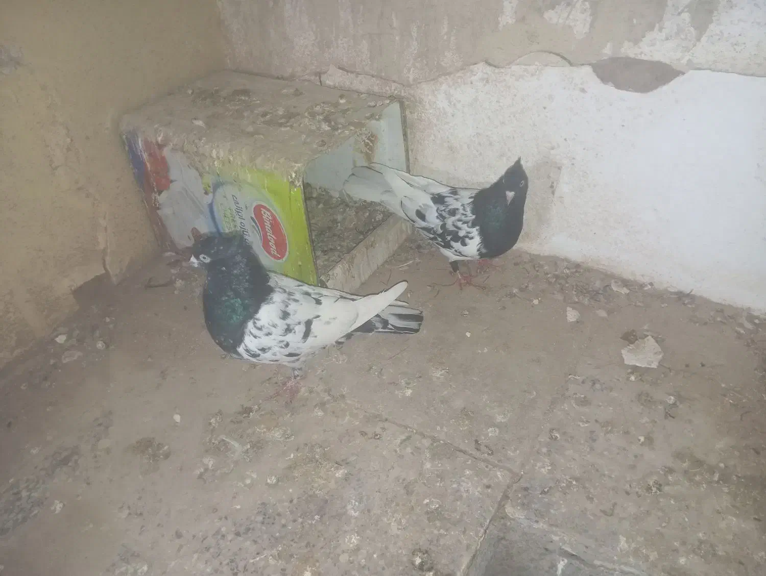 کبوتر|پرنده|عطاملک, |دیوار