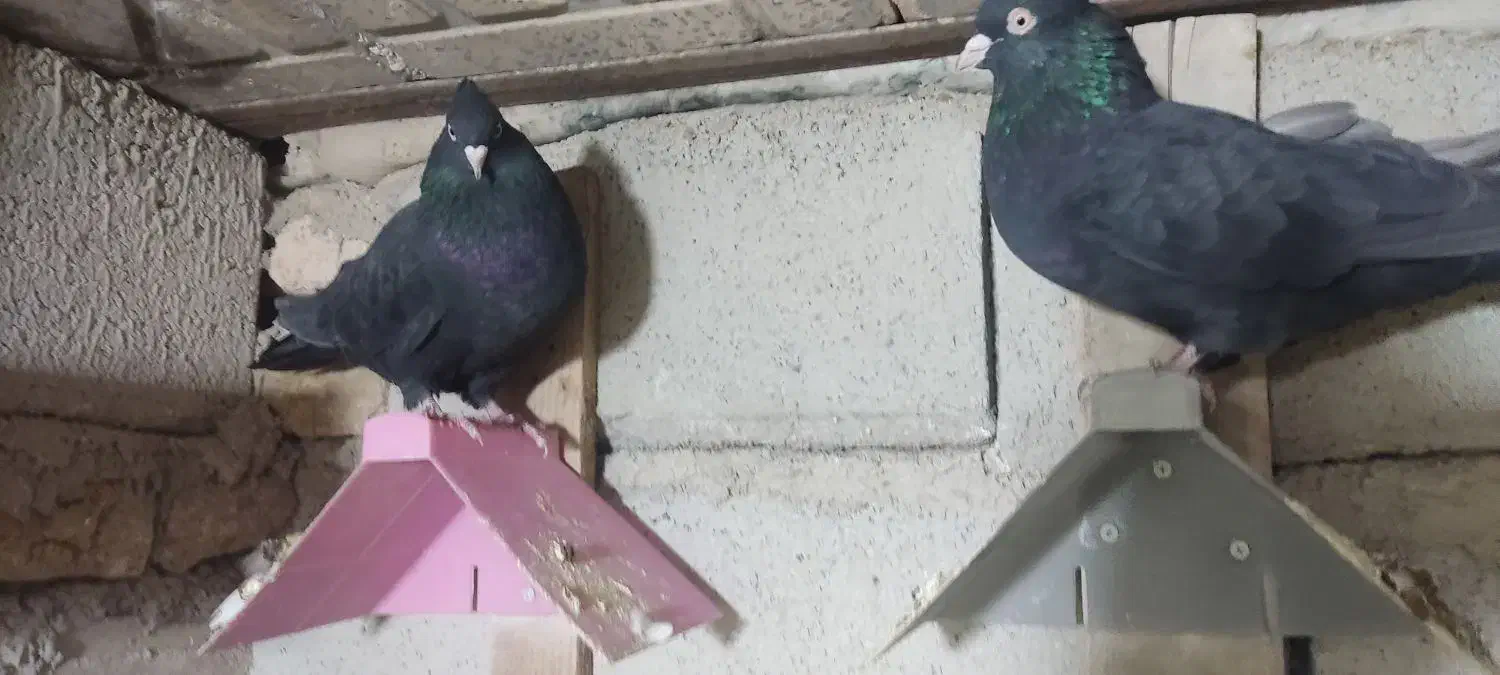 یک جفت نروماده زاغ چش نوک سفید|پرنده|پاپی, |دیوار