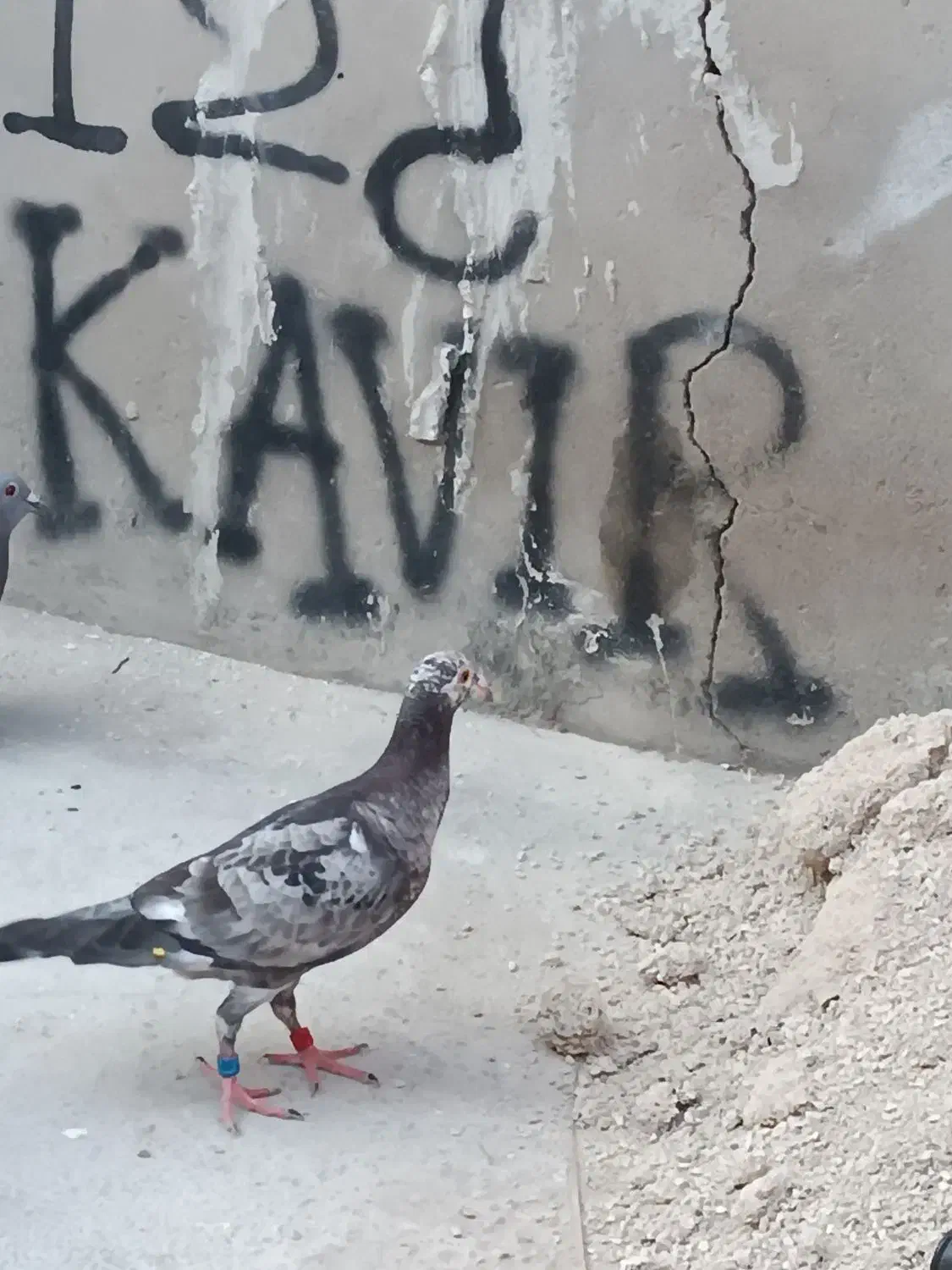 کبوتر گوره ای جوجه 2500|پرنده|برازجان, |دیوار