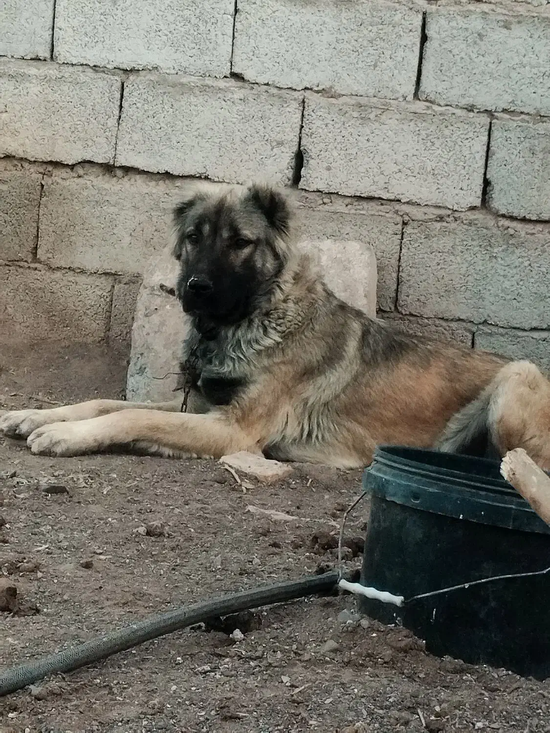 سگ  سرابی|حیوانات|رفسنجان, |دیوار