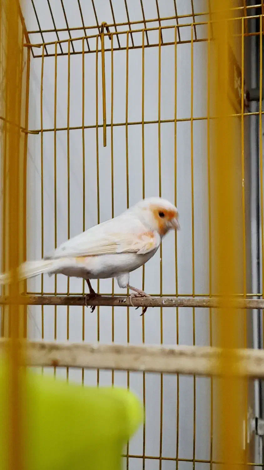 قناری موزائیکی مست مست فول|پرنده|کارون, |دیوار