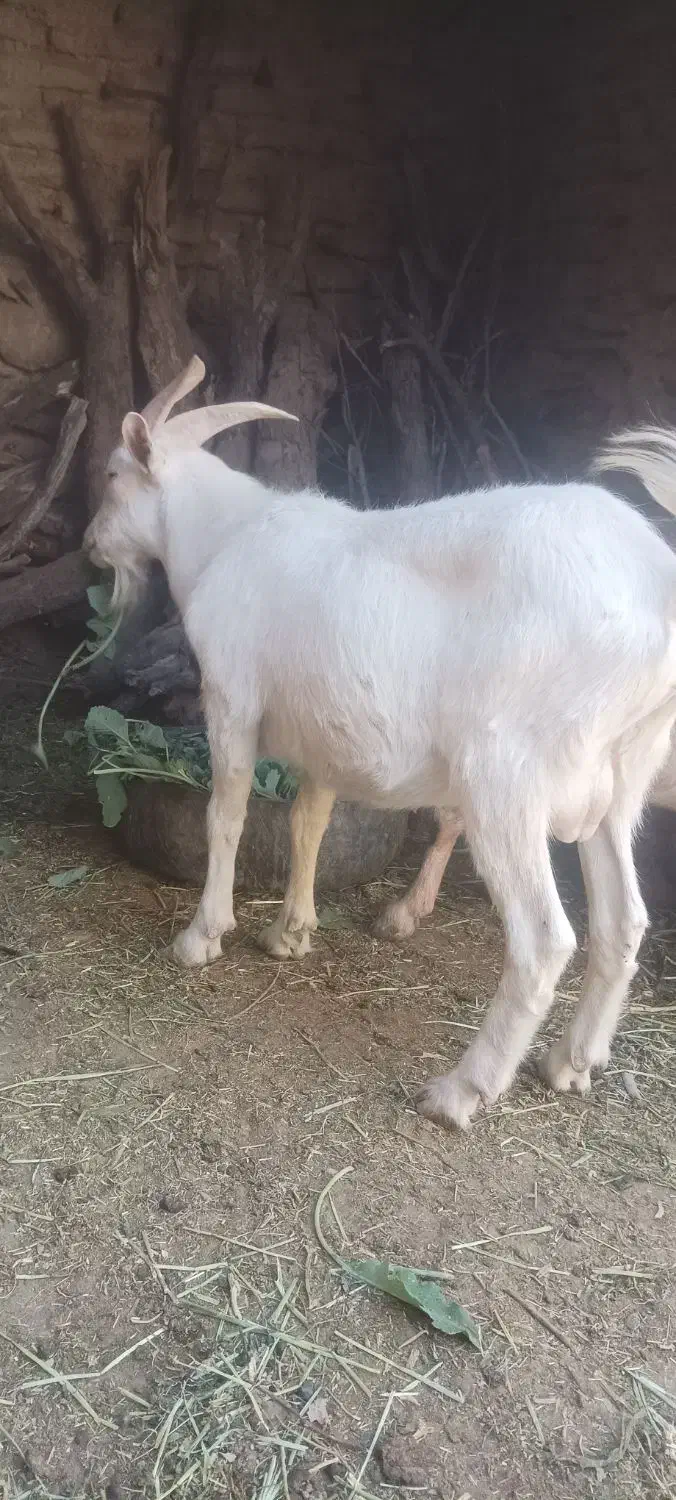 بزغاله نرسانن فروشی|حیوانات مزرعه|قهستان, |دیوار