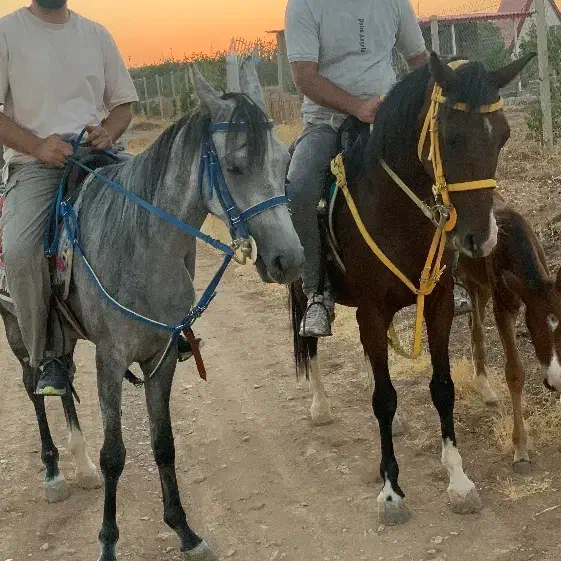 مادیون ۶ ساله|اسب و تجهیزات اسبسواری|سقز, |دیوار