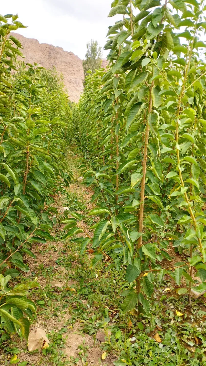 درخت|خدمات باغبانی و درختکاری|دماوند, دماوند|دیوار