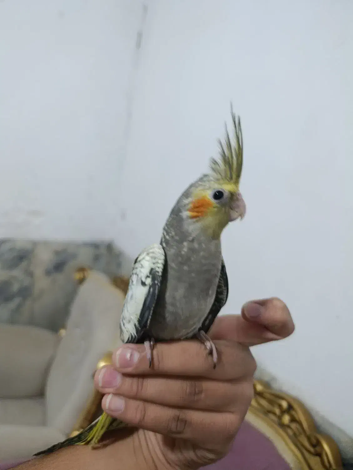 عروس هلندی فول دستی|پرنده|زاهدان, |دیوار