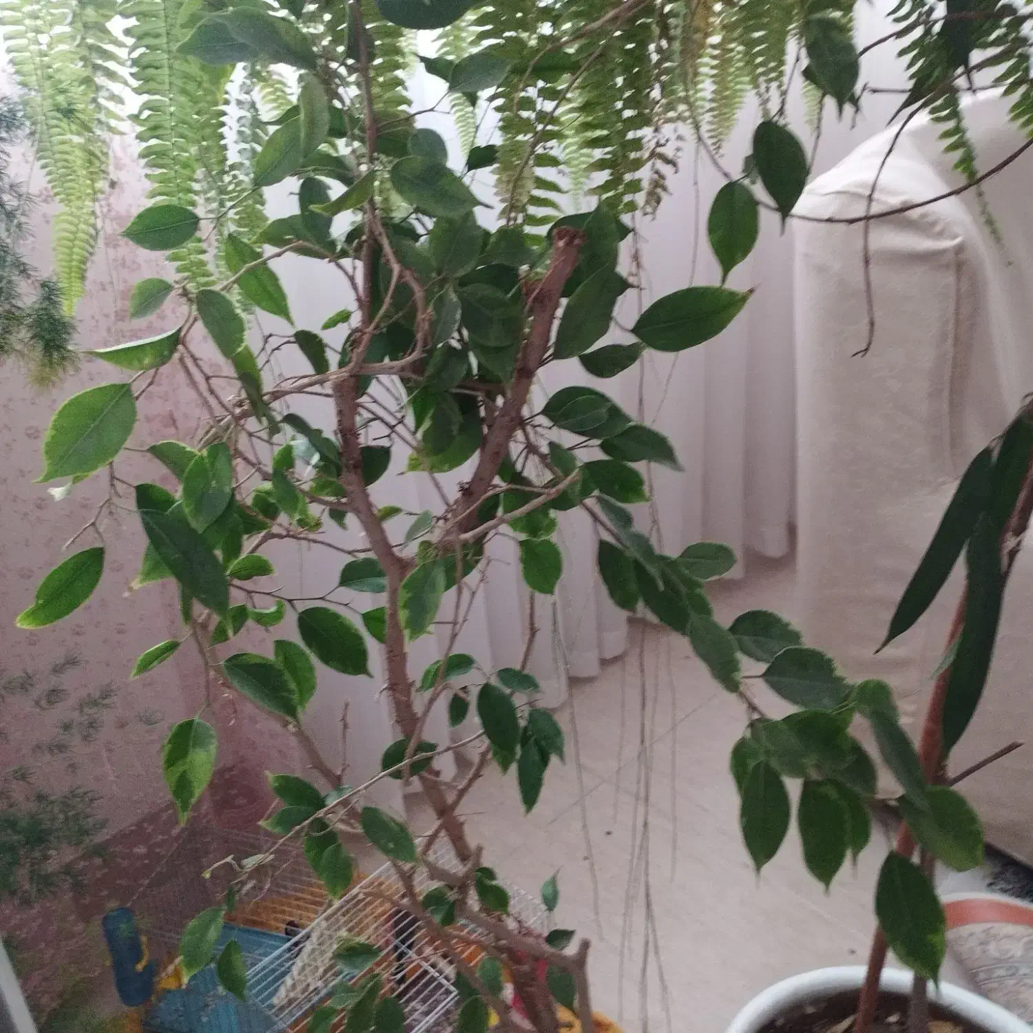 گل وگلدان|گل و گیاه طبیعی|زنجان, |دیوار