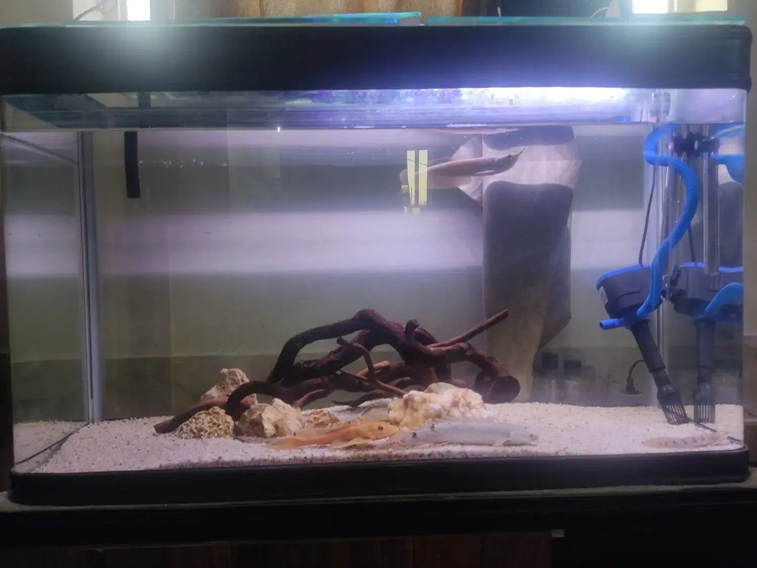 اکواریوم با ماهی|ماهی|شیراز, شاپورجان|دیوار