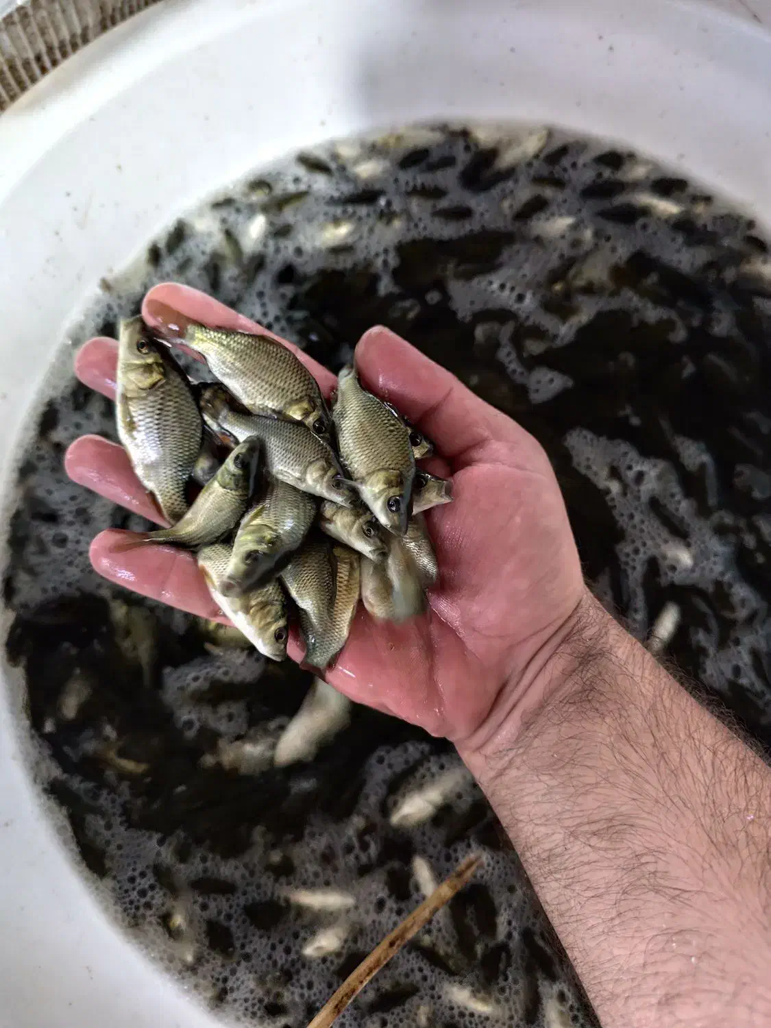 شارژ انواع سایزهای متفاوت بچه ماهی کپور و امور|عمده‌فروشی|سنگر, |دیوار