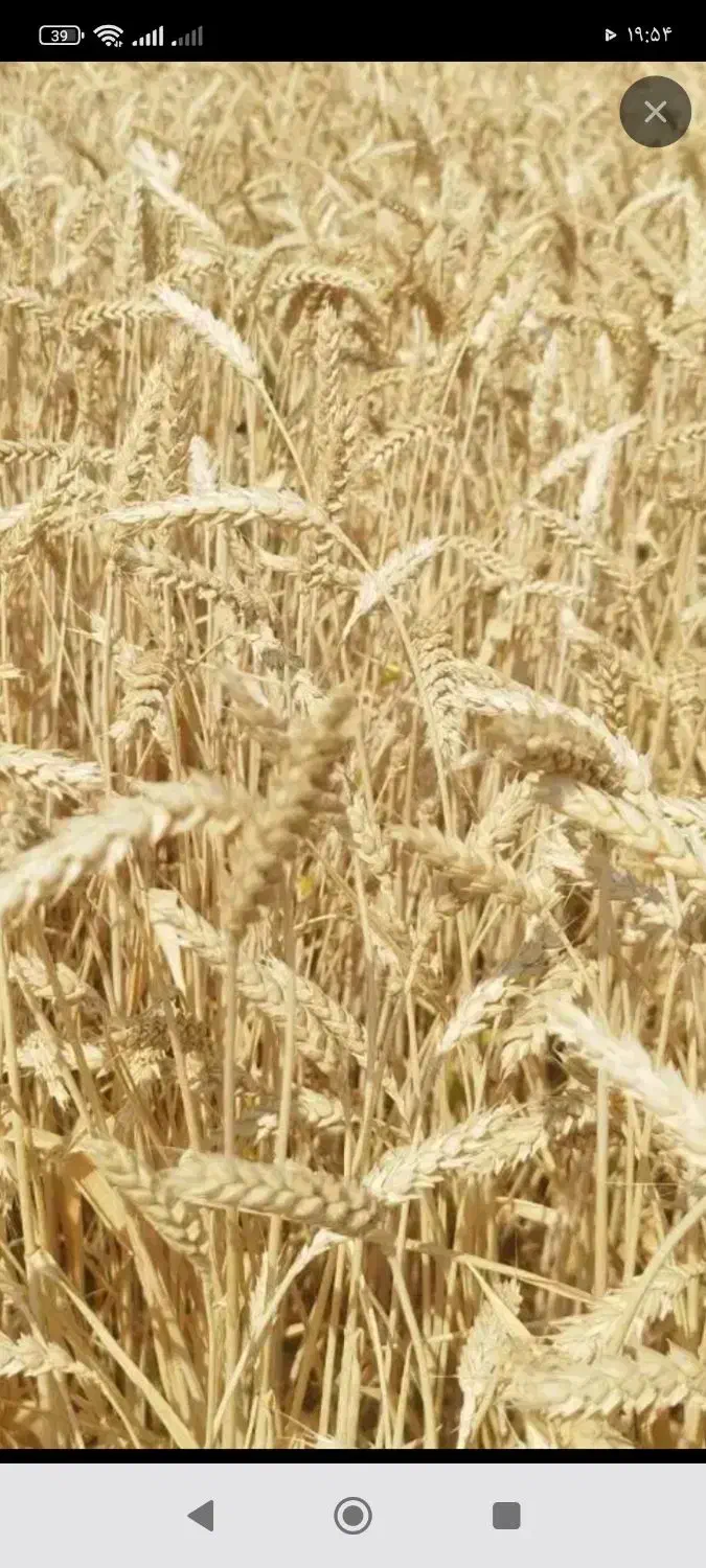 فروش گندم|عمدهفروشی|ازنا, |دیوار