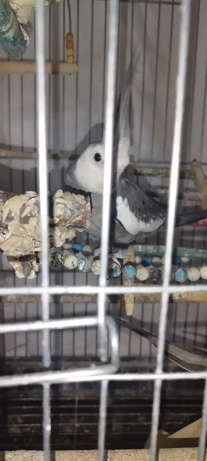 عروس هلندی نروماده بایک ماده جم|پرنده|جم, |دیوار