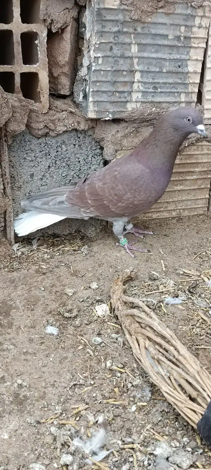 کبوتر|پرنده|خوسف, |دیوار