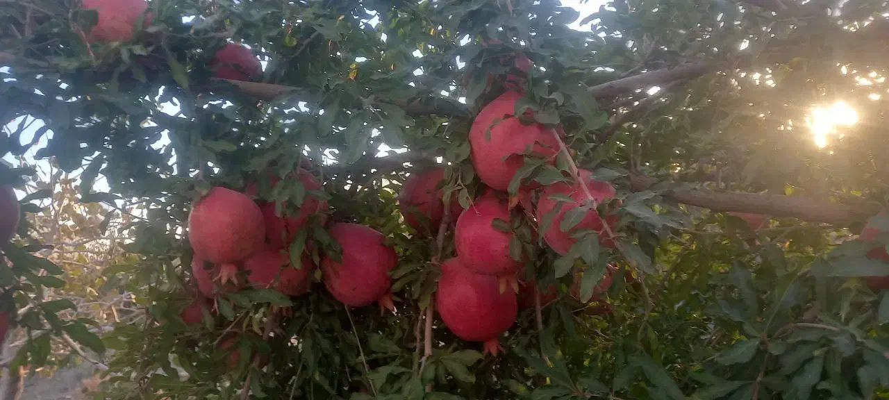 انار|خوردنی و آشامیدنی|تربت‌حیدریه, بهشت عسکری|دیوار