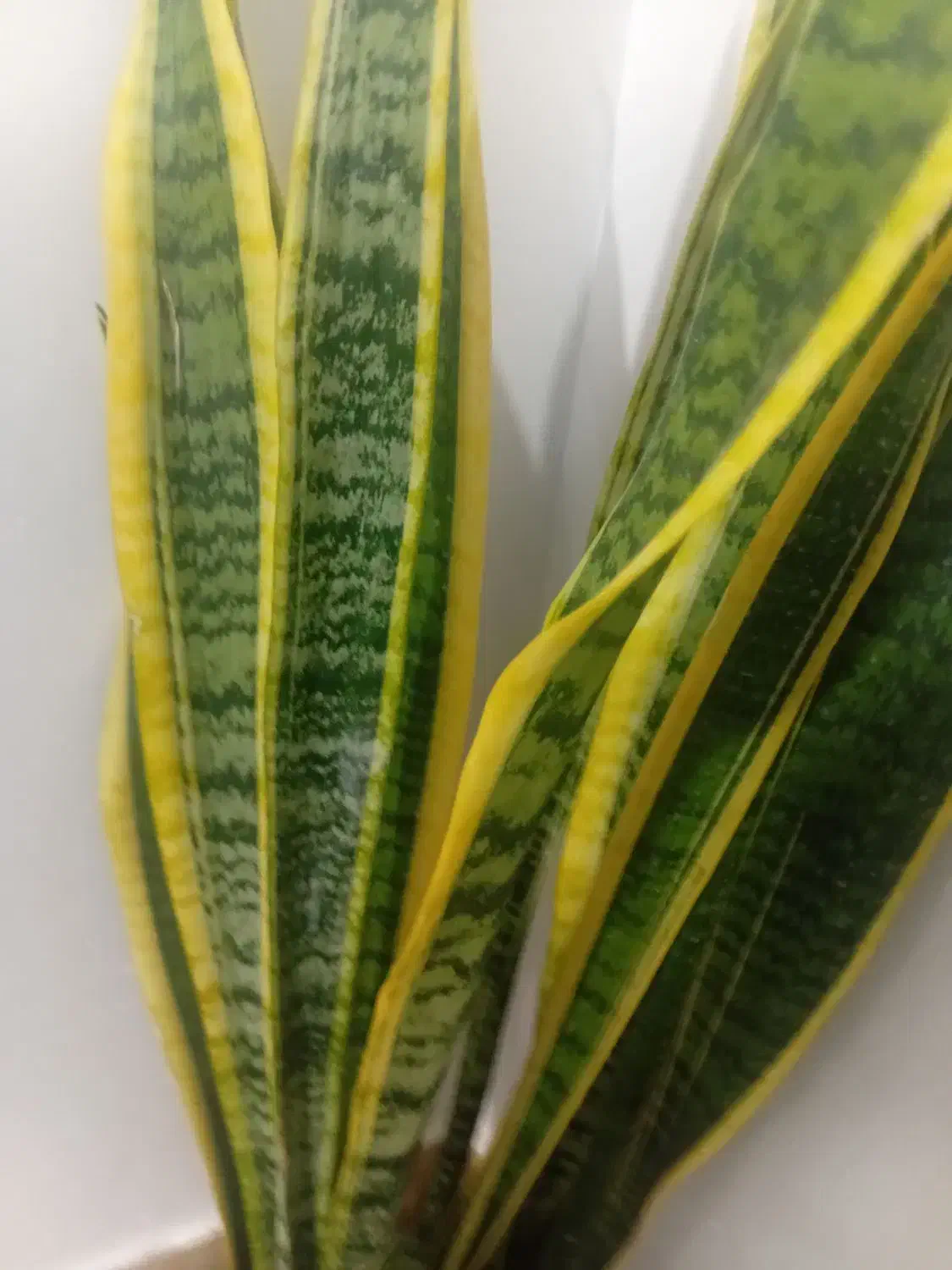 گل اپارتمانی|گل و گیاه طبیعی|قم, ولیعصر|دیوار