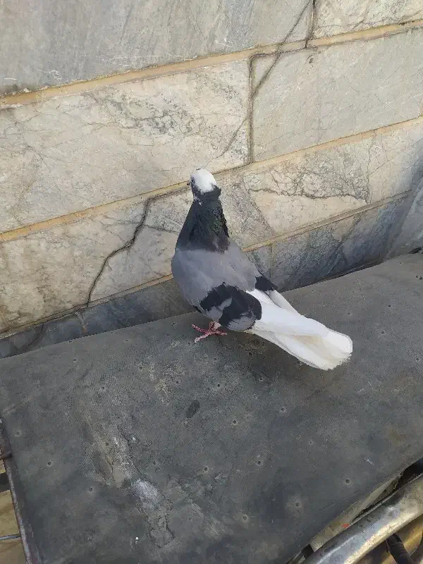 شازده سبز ماده|پرنده|ملایر, |دیوار