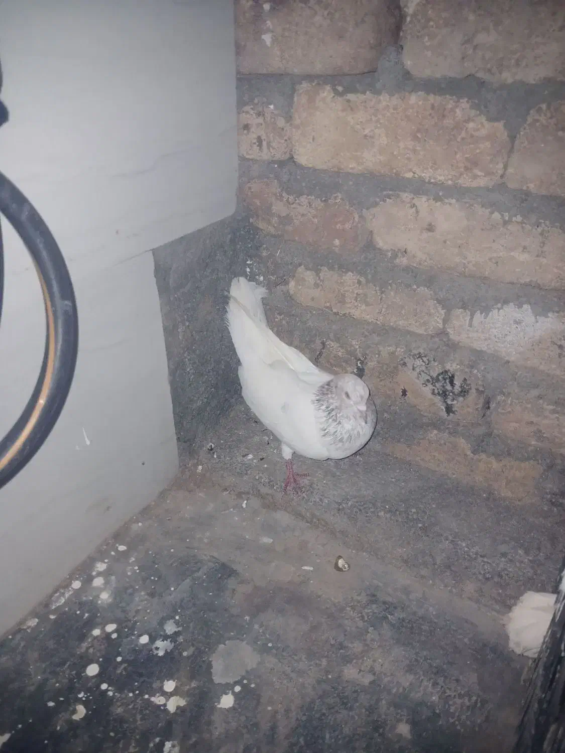 کبوتر|پرنده|سرپل ذهاب, |دیوار