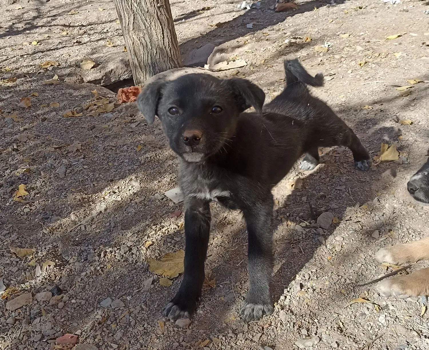 سگ پاکوتاه|سگ|بیرجند, |دیوار