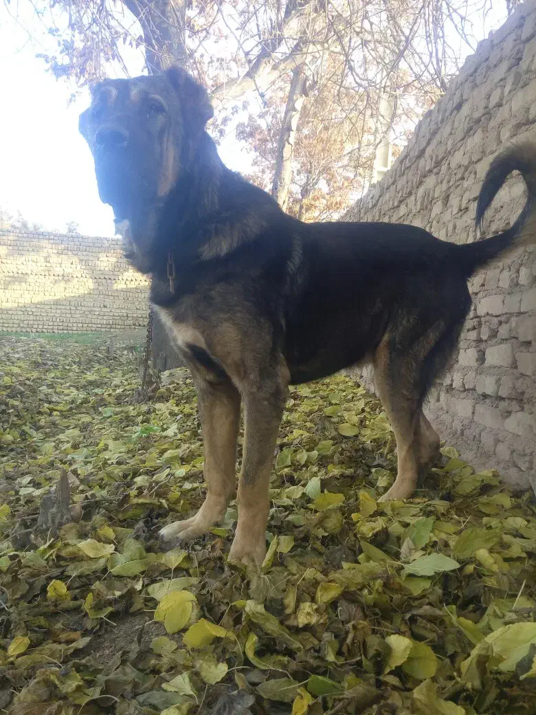 تعدادی سگ سرابی و عراقی|سگ|هشتگرد, شهرک بعثت|دیوار