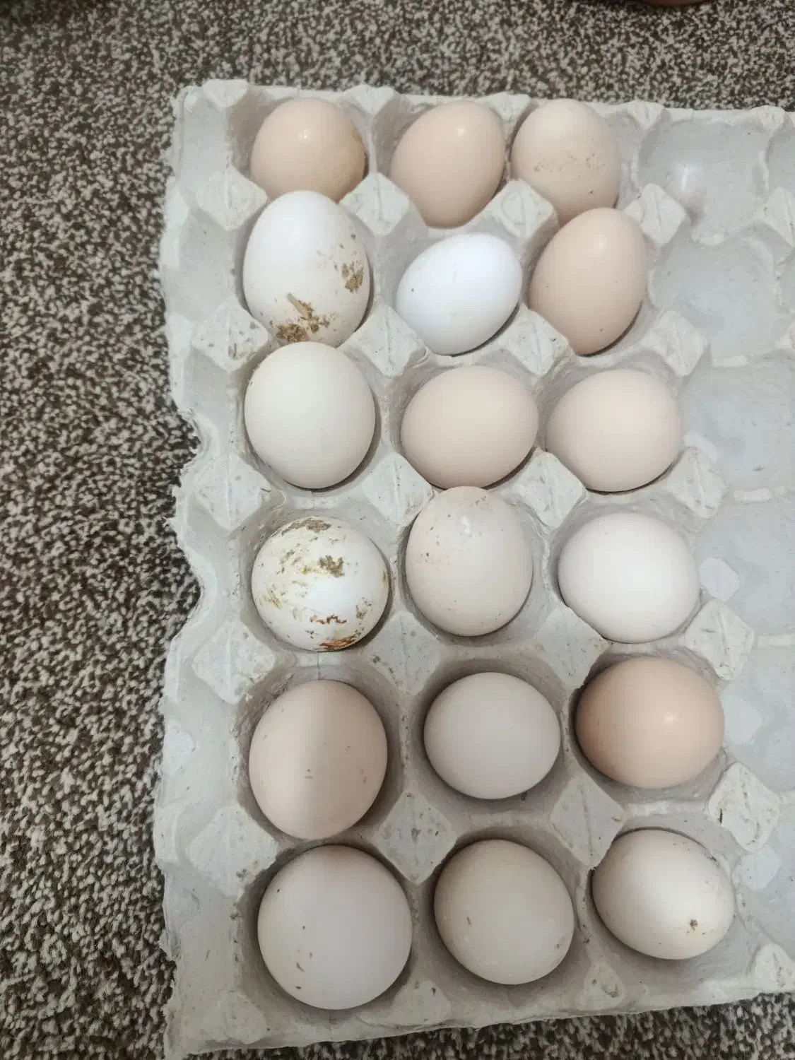 تخم مرغ محلی نطفه دار|حیوانات مزرعه|سعدآباد, |دیوار