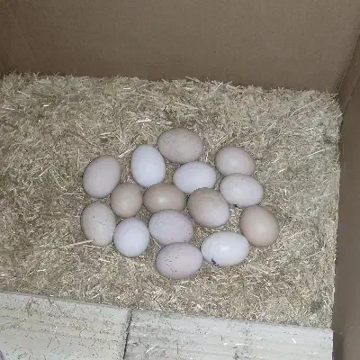 تخم مشکی تخم مرغ مشکی صدرصد ارگانیک طبیعی|خوردنی و آشامیدنی|کرج, کیانمهر|دیوار