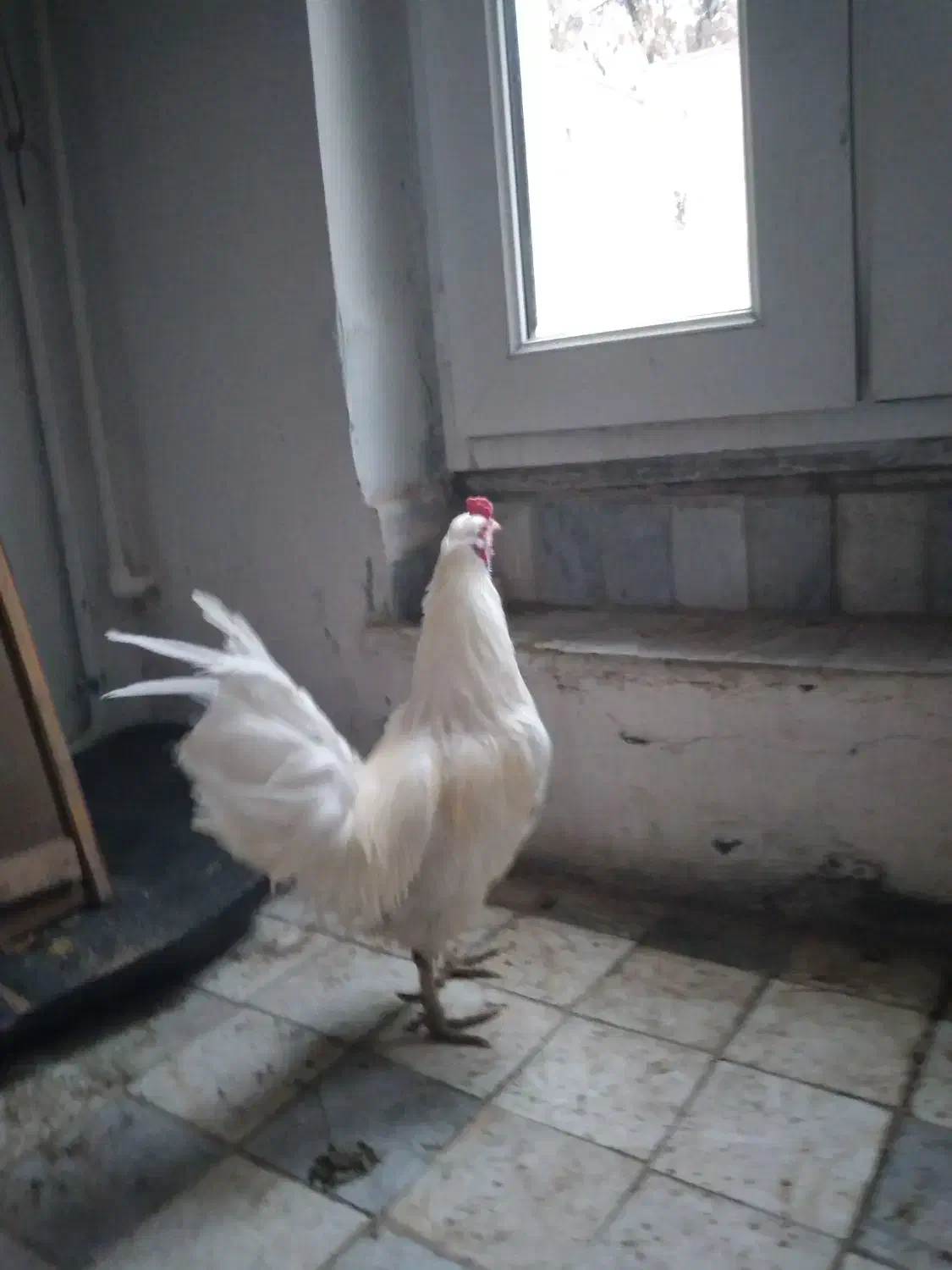 خروس سفید محلی وزیبا|حیوانات مزرعه|بیجار, |دیوار