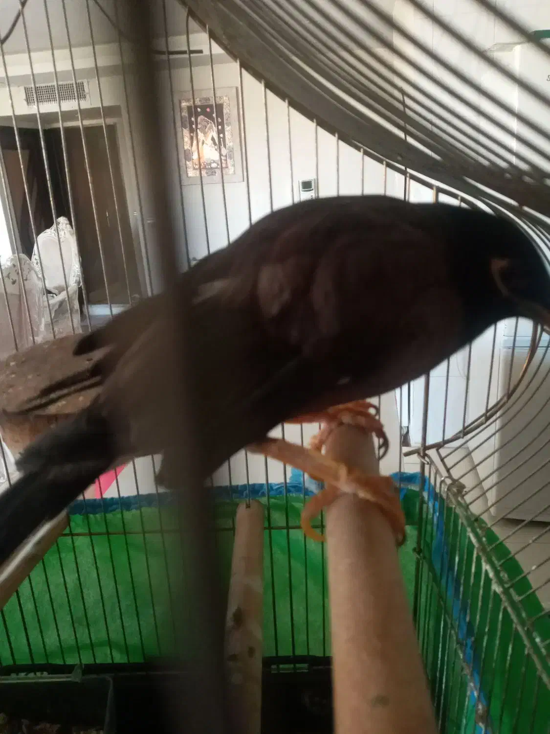 مینا|پرنده|شاهین‌شهر, طالقانی|دیوار