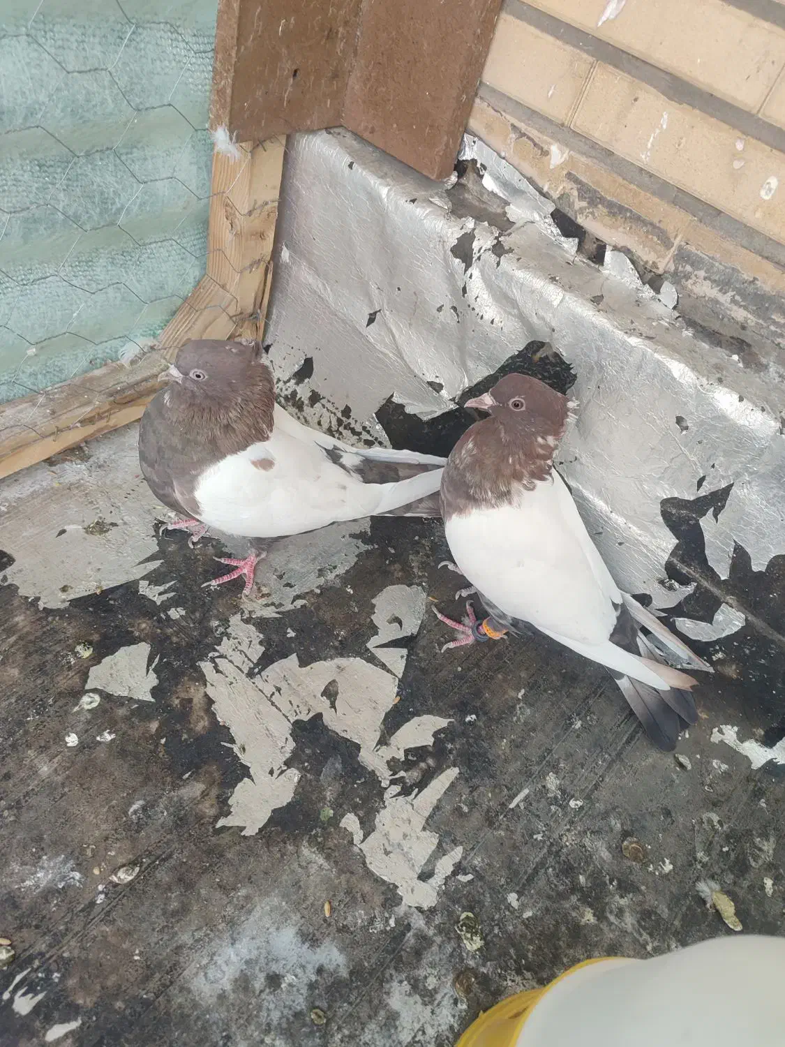 سینه سرخ|پرنده|فولادشهر, B8|دیوار