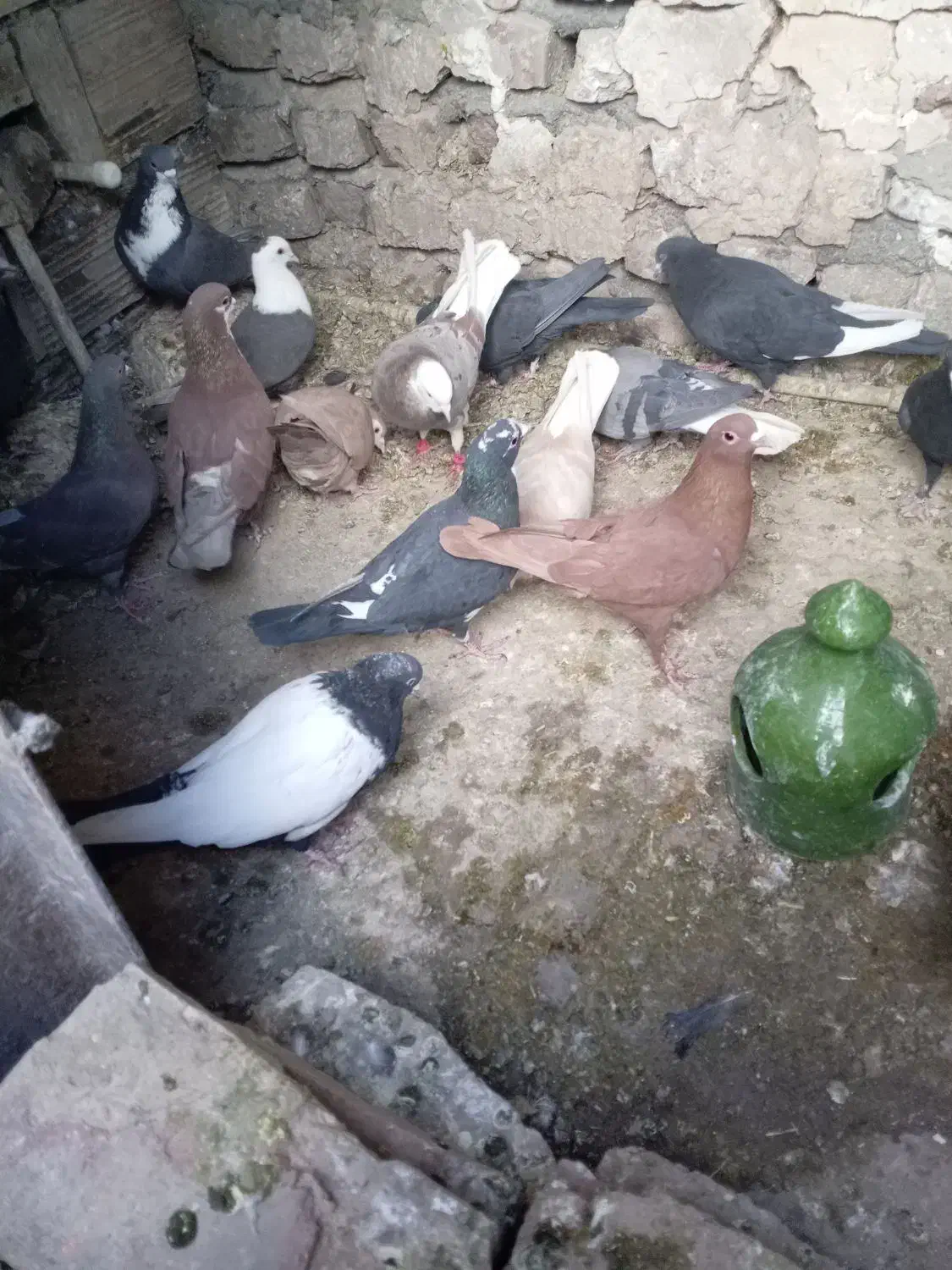 کفتر ملقی|پرنده|کرمان, |دیوار