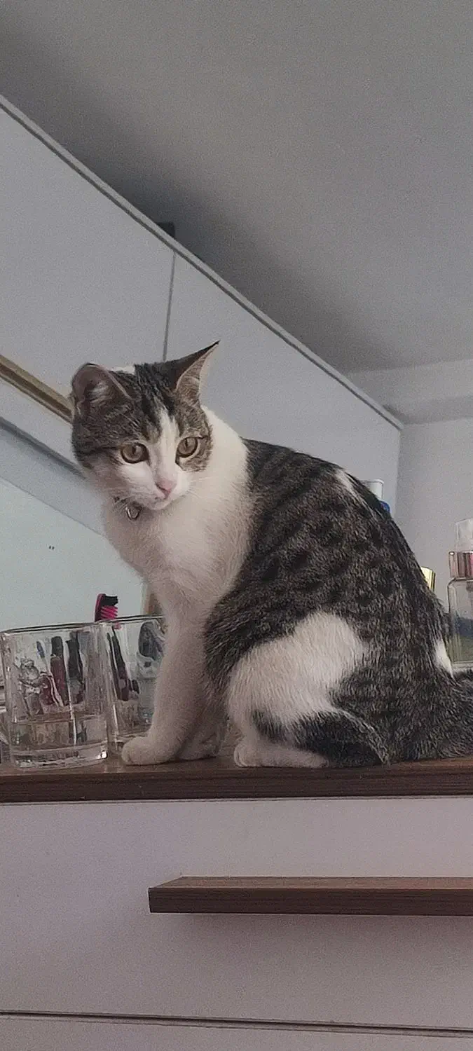 گربه گمشده با قلاده|گربه|گنبد کاووس, |دیوار