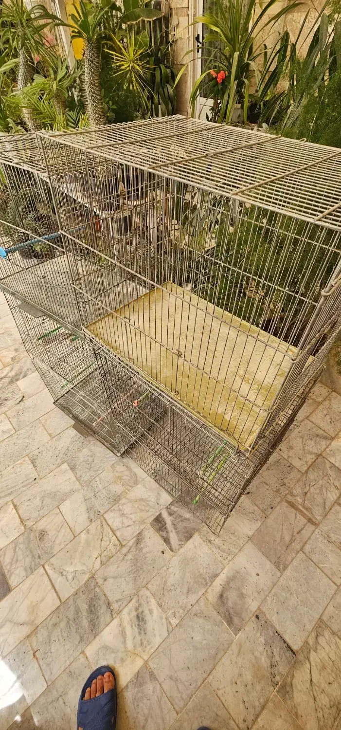 طوطی برزیلی.قفس تاشو بازاری جوجه پران لانه پرنده|پرنده|شاهرود, |دیوار