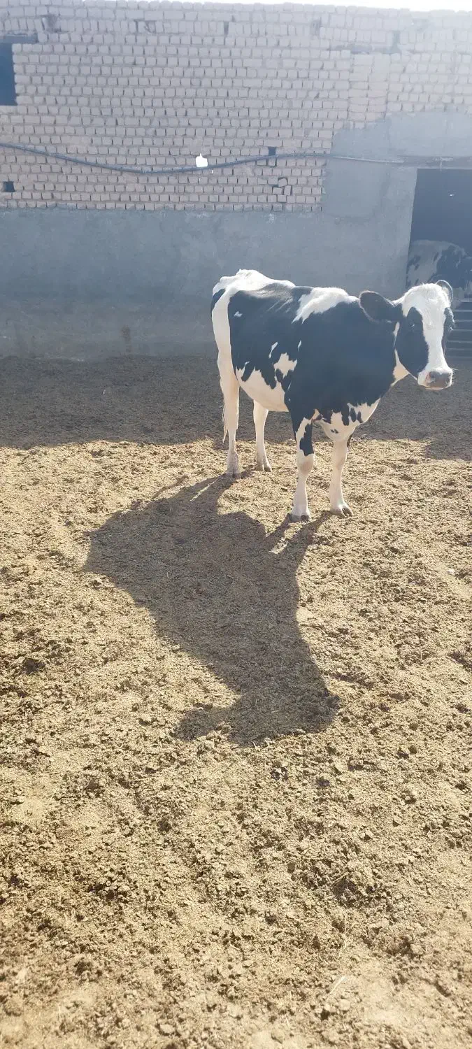 گاو جوان|حیوانات مزرعه|قم, سید معصوم|دیوار