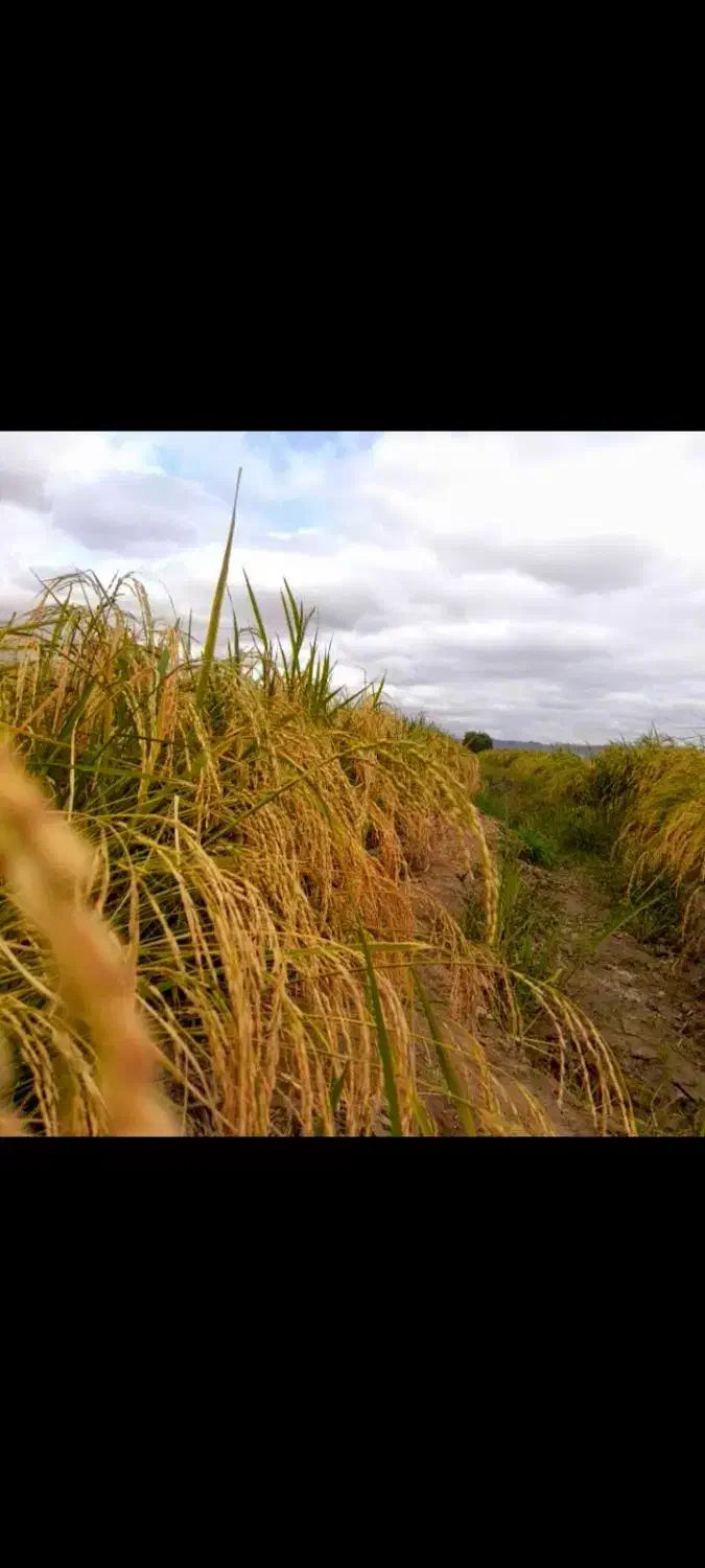 برنج هاشمی اصل دره رود|خوردنی و آشامیدنی|پارس‌آباد, |دیوار