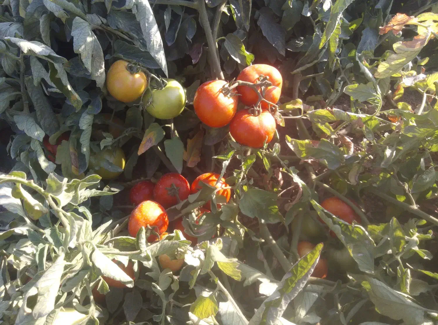 گوجهفرنگی مخصوص برای ربی|خوردنی و آشامیدنی|سجاس رود, |دیوار