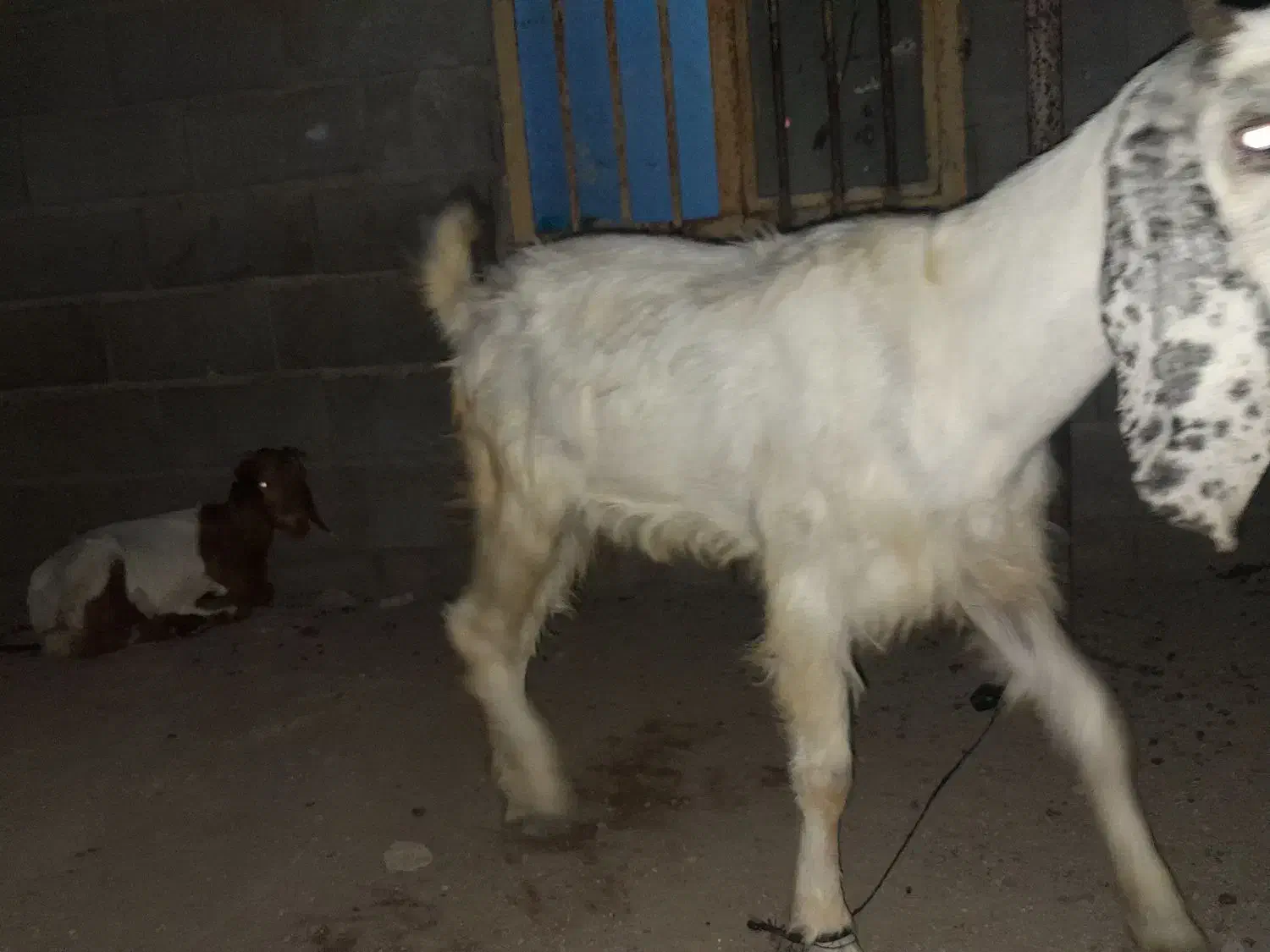 بزه ماده|حیوانات مزرعه|چابهار, |دیوار