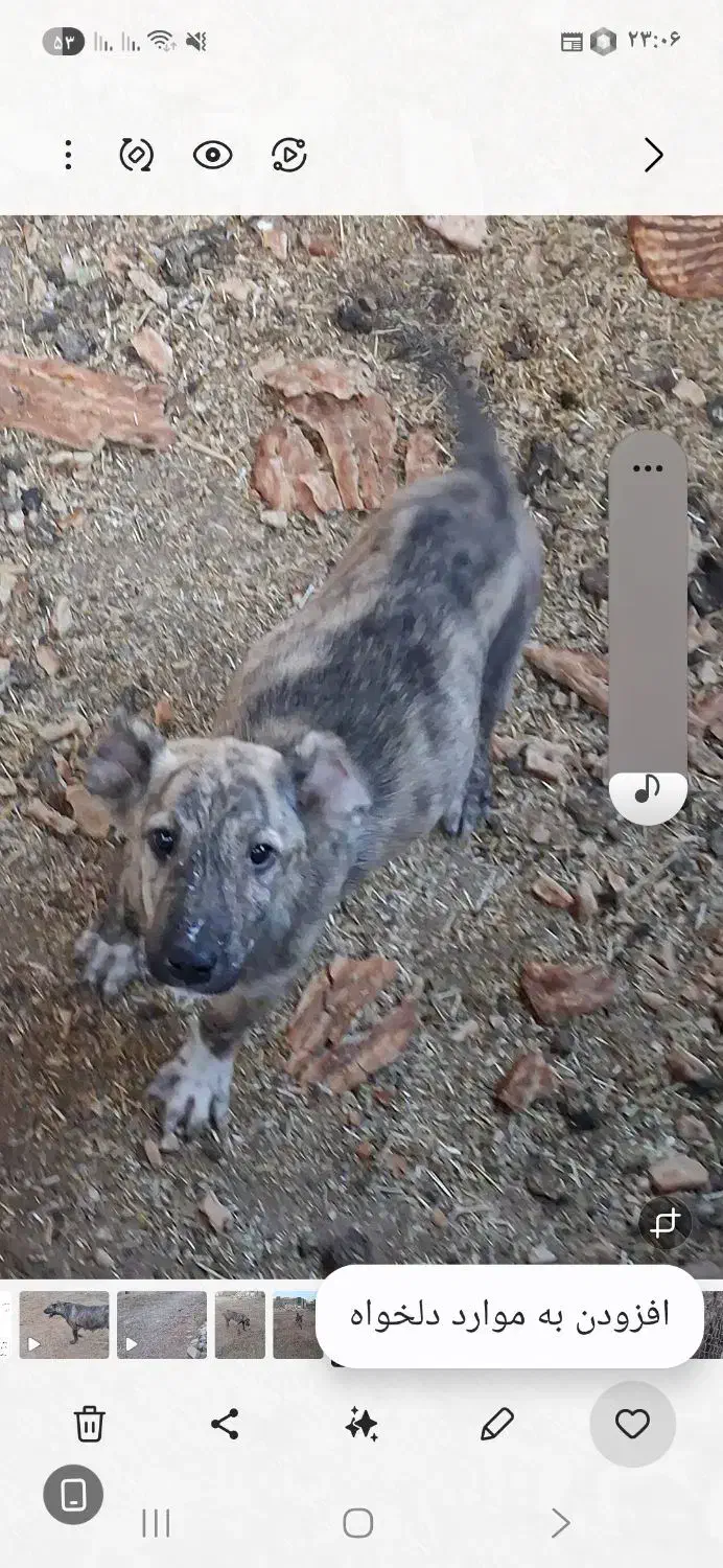 ماده سگ های خراسانی و سرابی اصیل|سگ|ورامین, ورامین|دیوار