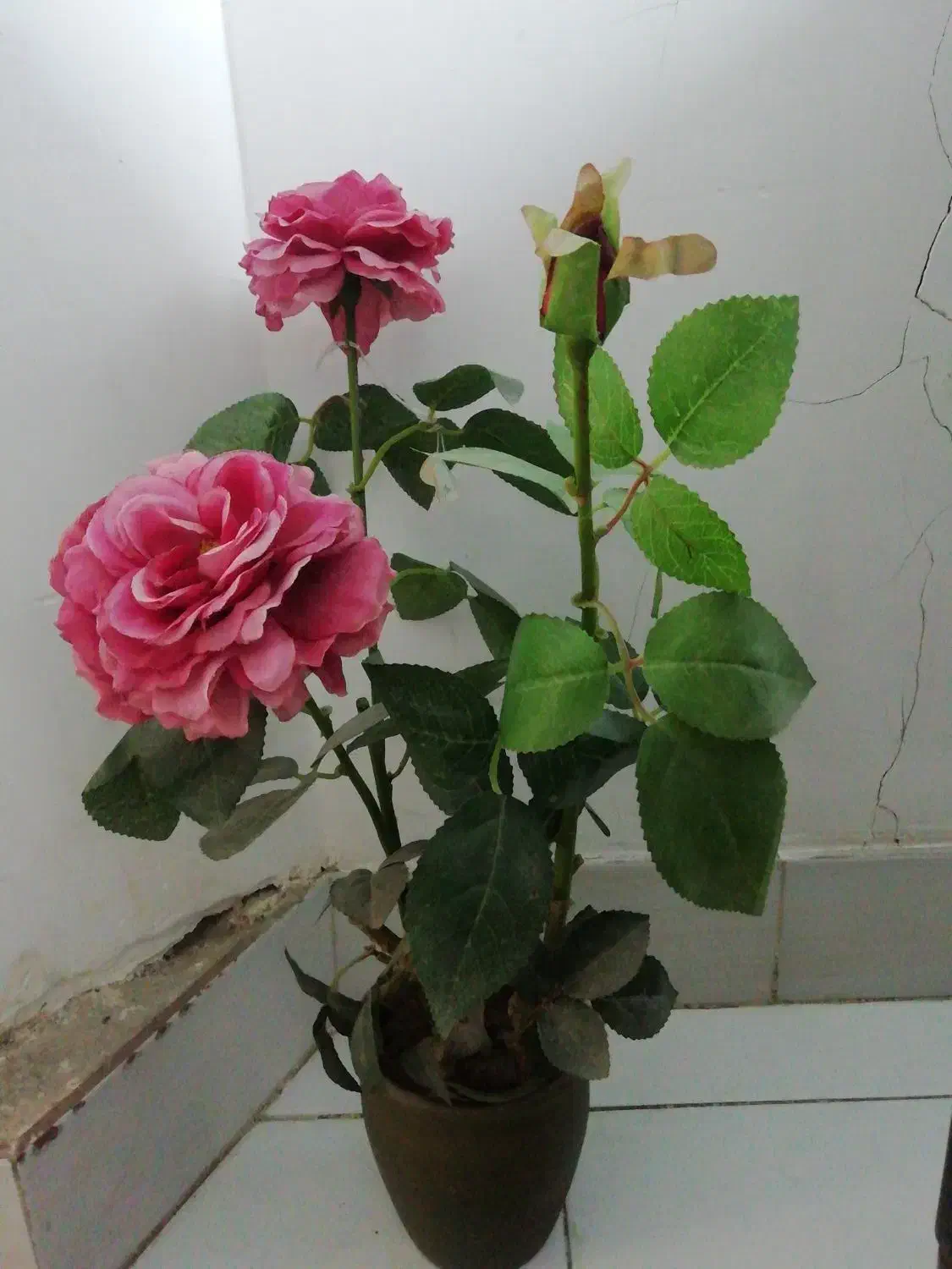 گل رز|گل و گیاه طبیعی|سمنان, |دیوار