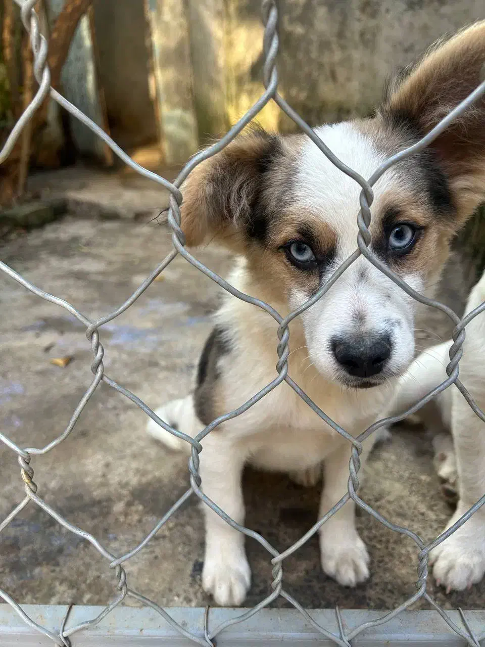 هاسکی پا کوتاه|سگ|لاهیجان, گلستان|دیوار