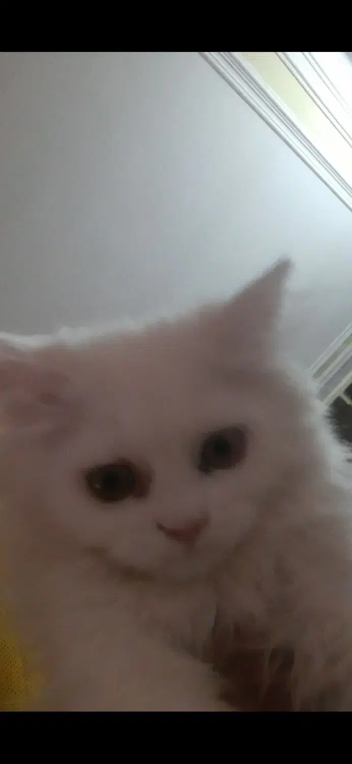 واگذاری گربه|گربه|ساوه, |دیوار