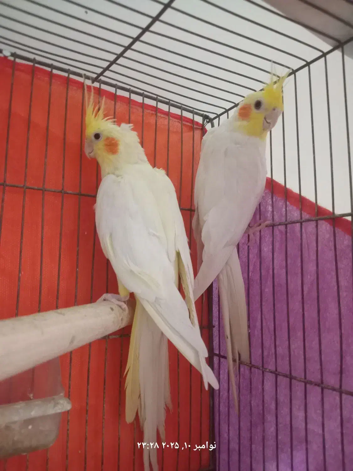 عروس هلندی لوتینو مولد|پرنده|تهران, هاشم‌آباد|دیوار