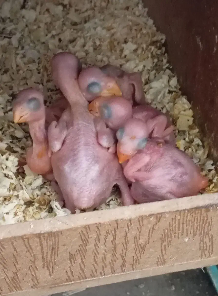 طوطی ملنگو مولدسالنی|پرنده|صدرا-فارس, فاز ۱|دیوار